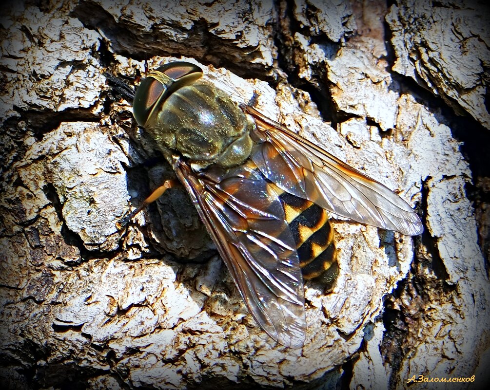 Попался, который кусался! :-) - Андрей Заломленков