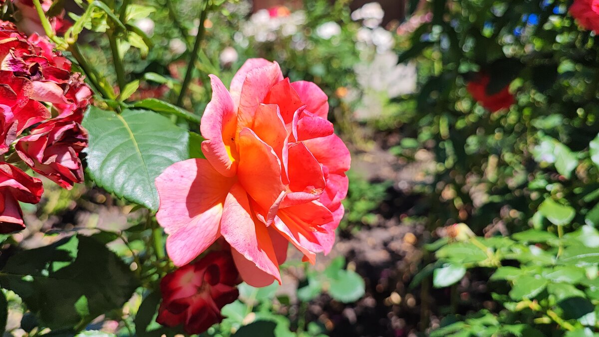 ,,, - Сергей Тимоновский