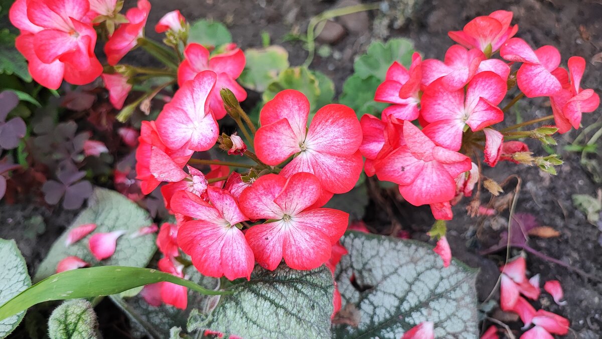 ,,, - Сергей Тимоновский