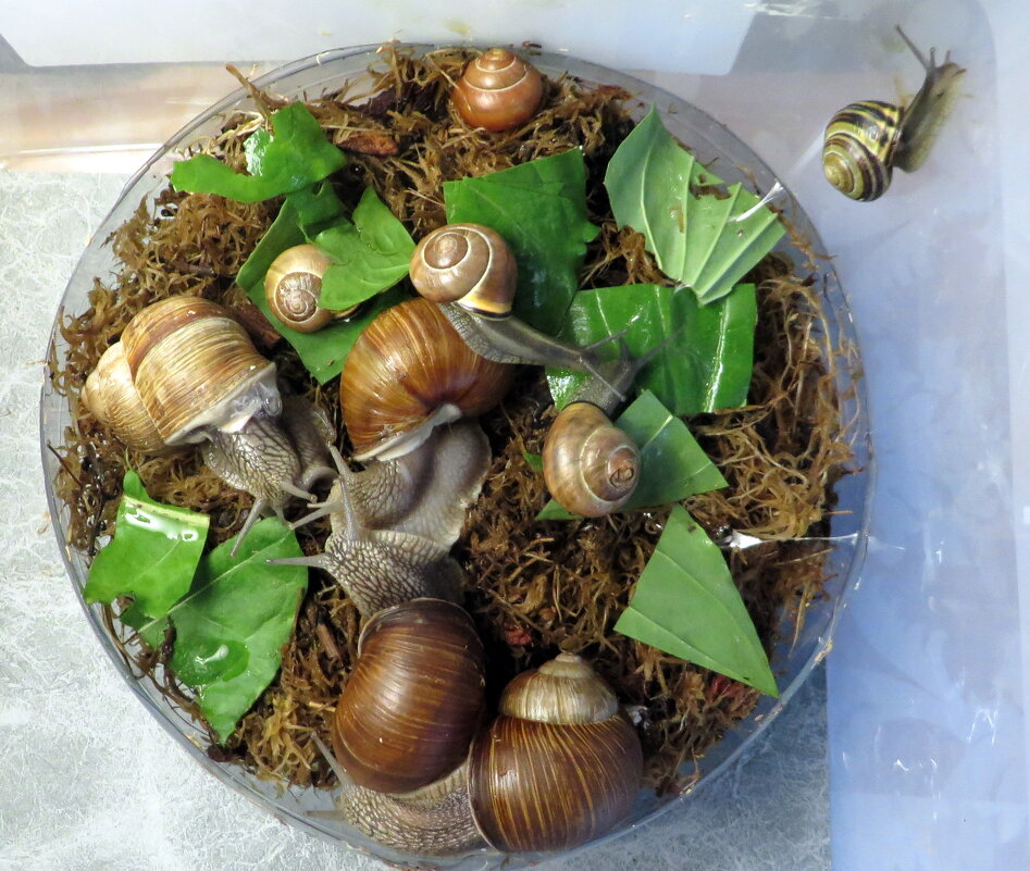 Из жизни улиток - Ирина Олехнович