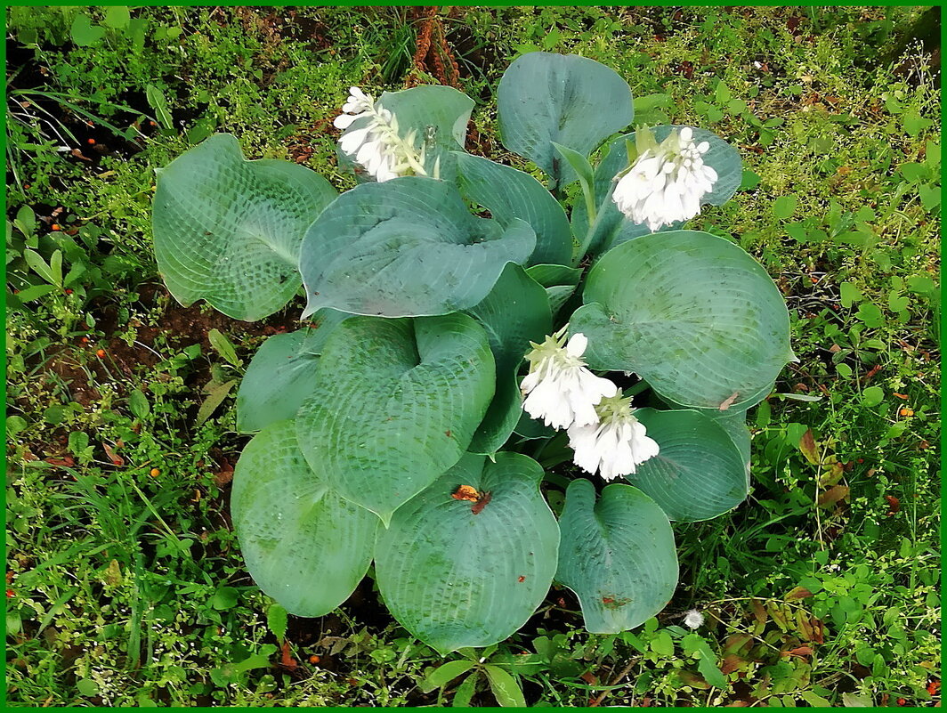 Белая хоста в саду. - Ольга Довженко