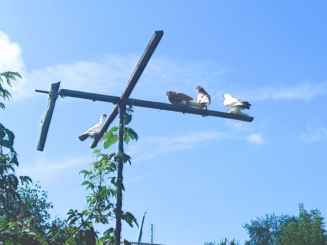 Собрание на голубиной жёрдочке. - Игорь Солдаткин