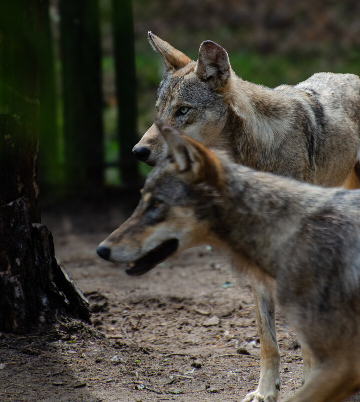 Волчий взгляд - Sergey 