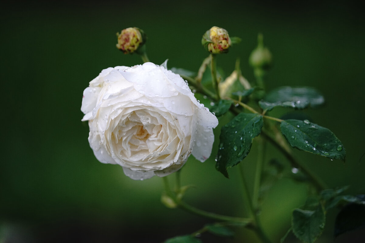 *** - Иван Литвинов