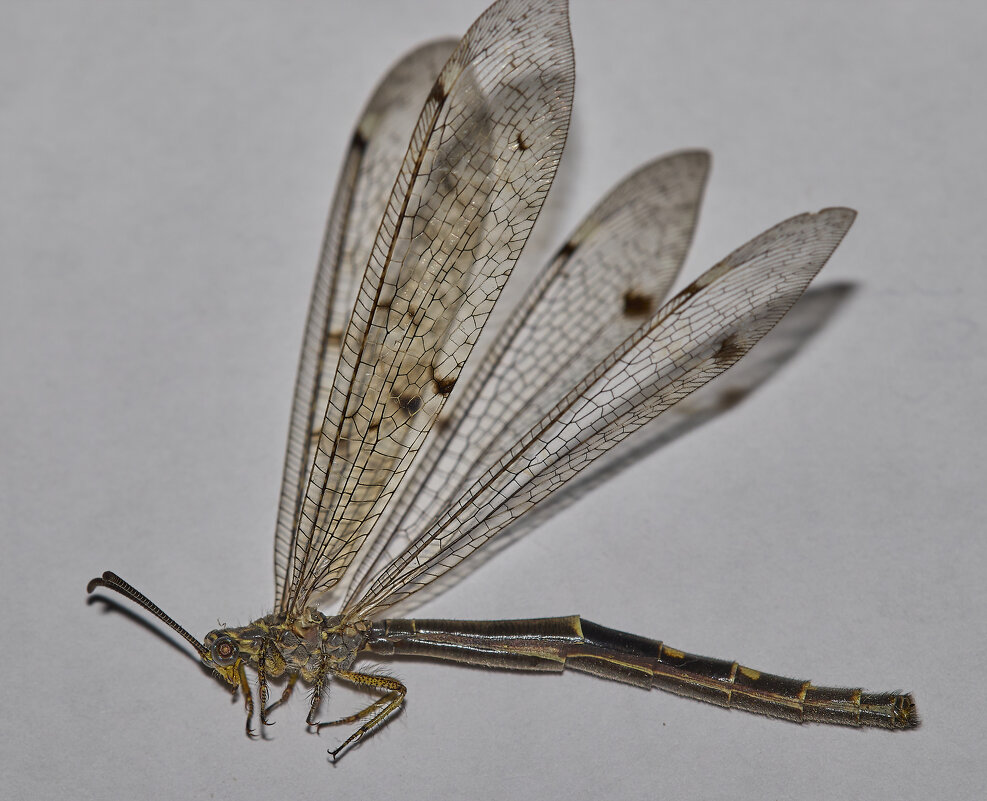 Муравьиный лев... - Александр Посошенко