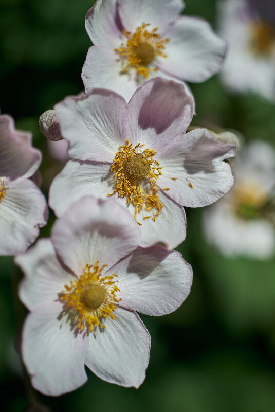 Анемона Японская - Александр Леонов