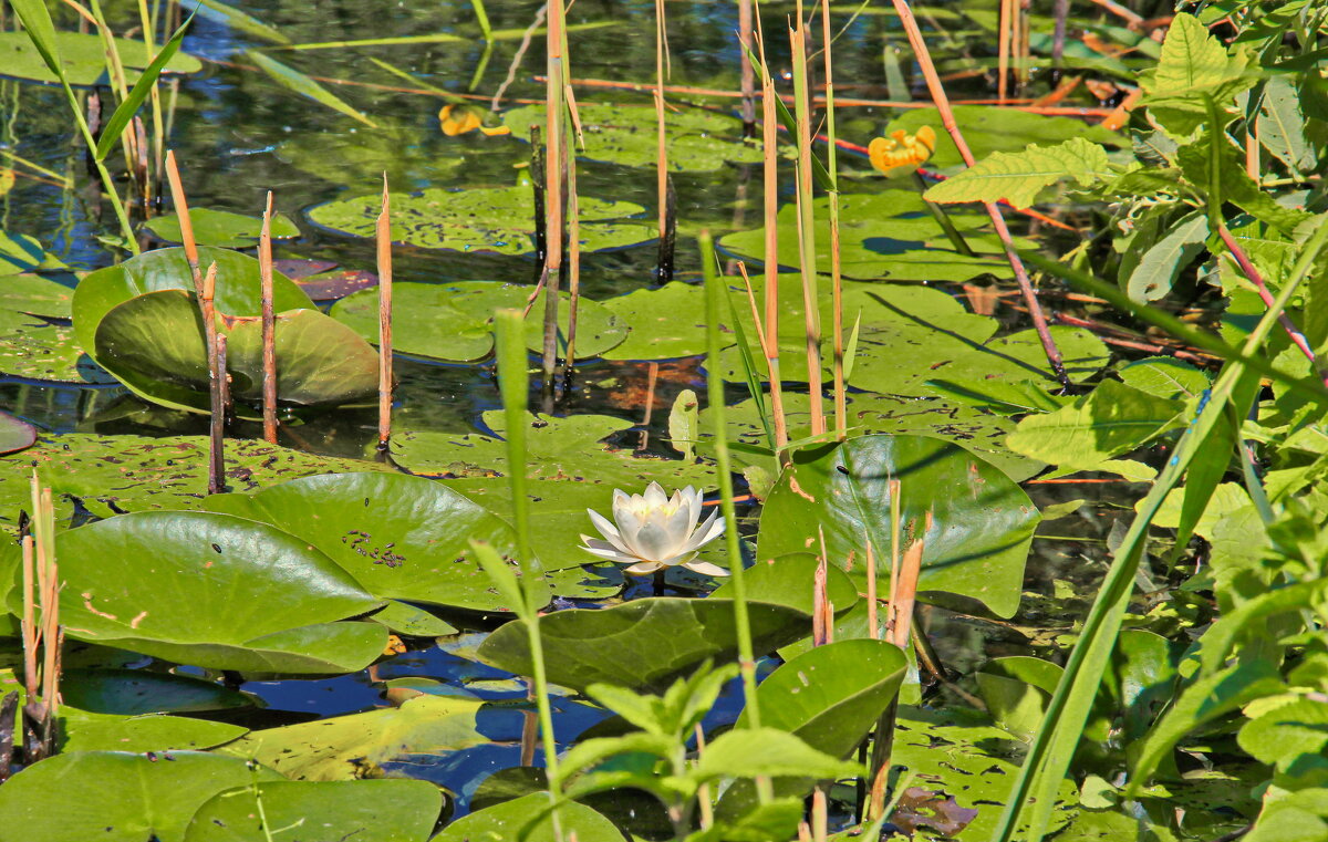 Кувшинки - Андрей K. Кувшинки - Андрей K.