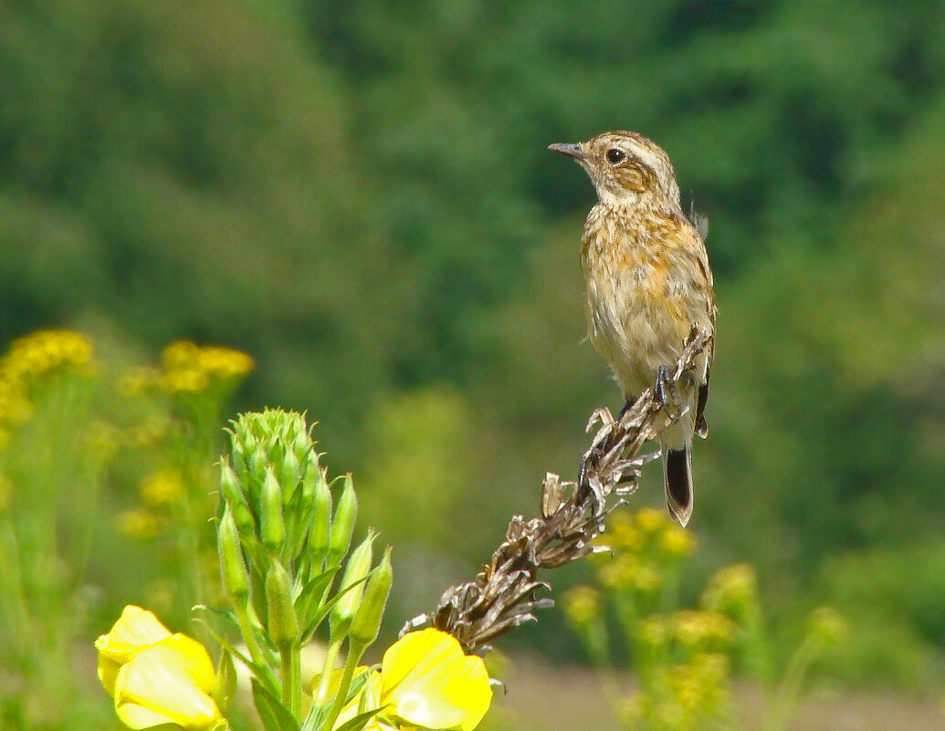 чекан луговой - gawrilа - dan