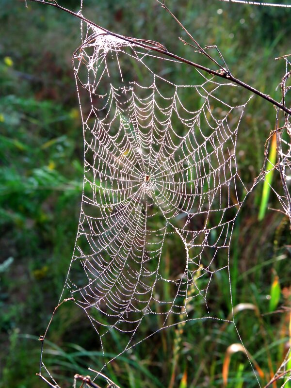 Кружево паука - Андрей Снегерёв