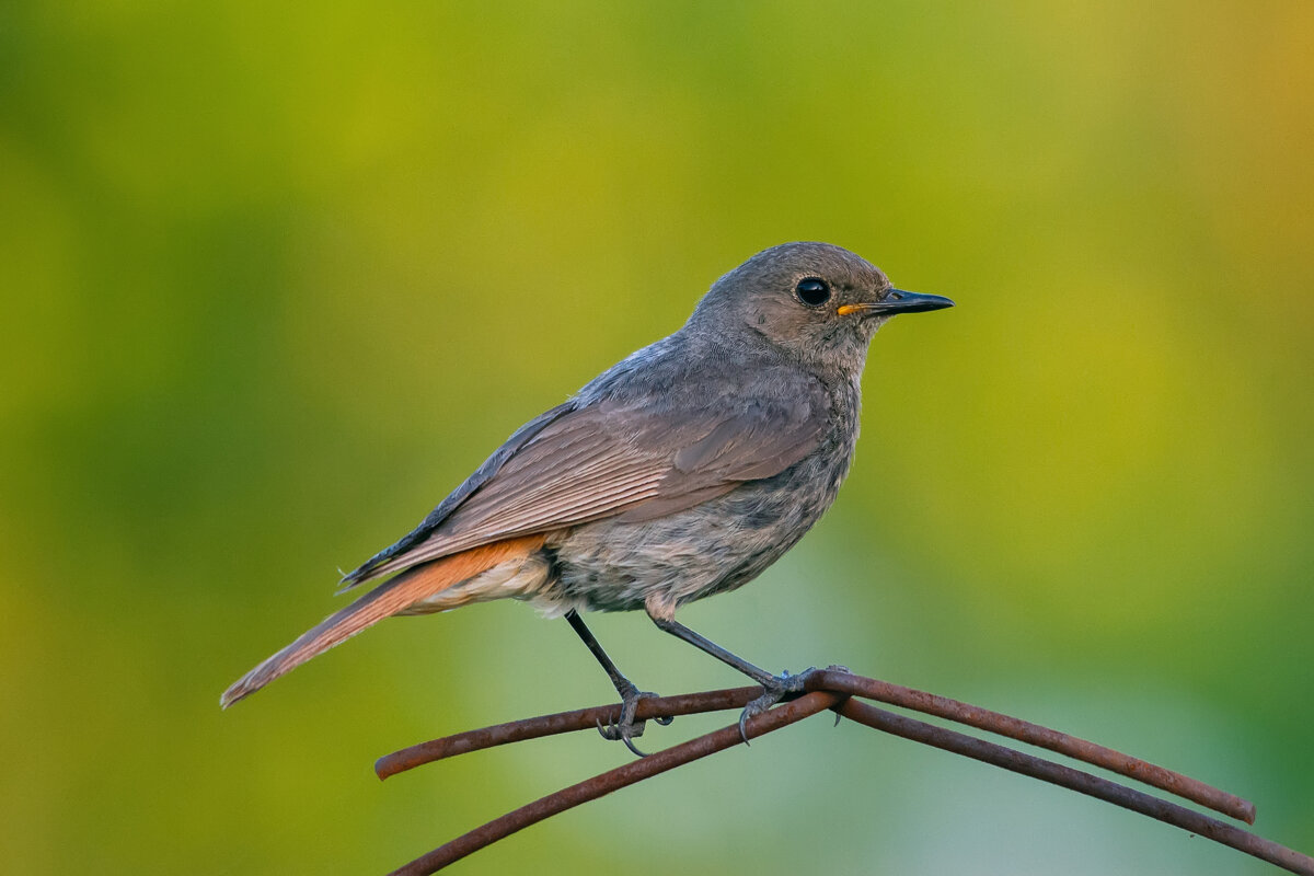 ****** - Виталий Емельянов