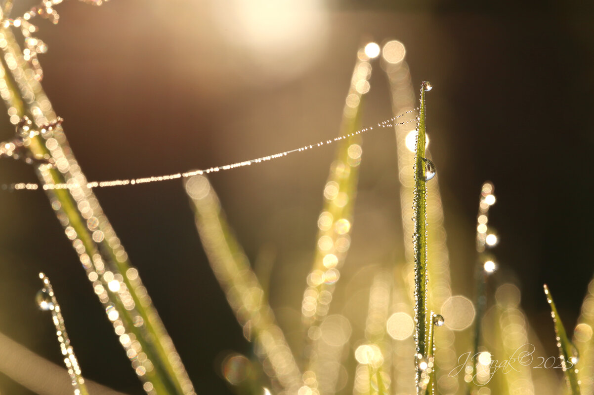 *** - Елена Kазак (selena1965)