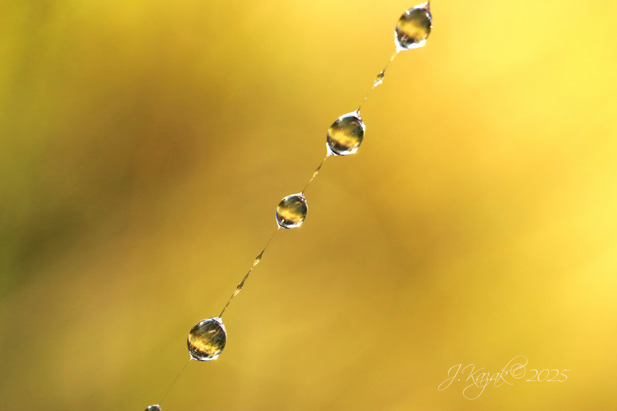 *** - Елена Kазак (selena1965) *** - Елена Kазак (selena1965)