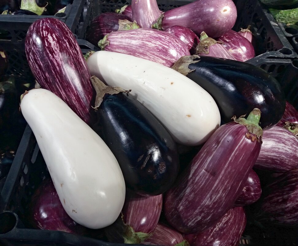 Три цвета - баклажаны - Galina Solovova