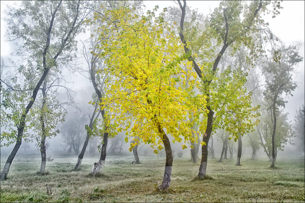 Немного тумана - александр 