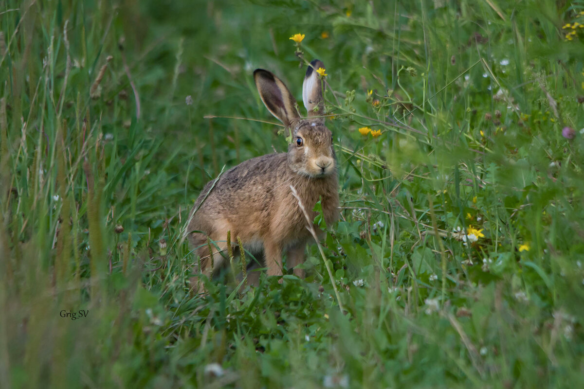 Длинноухий заяц - Светлана Григорьева Длинноухий заяц - Светлана Григорьева