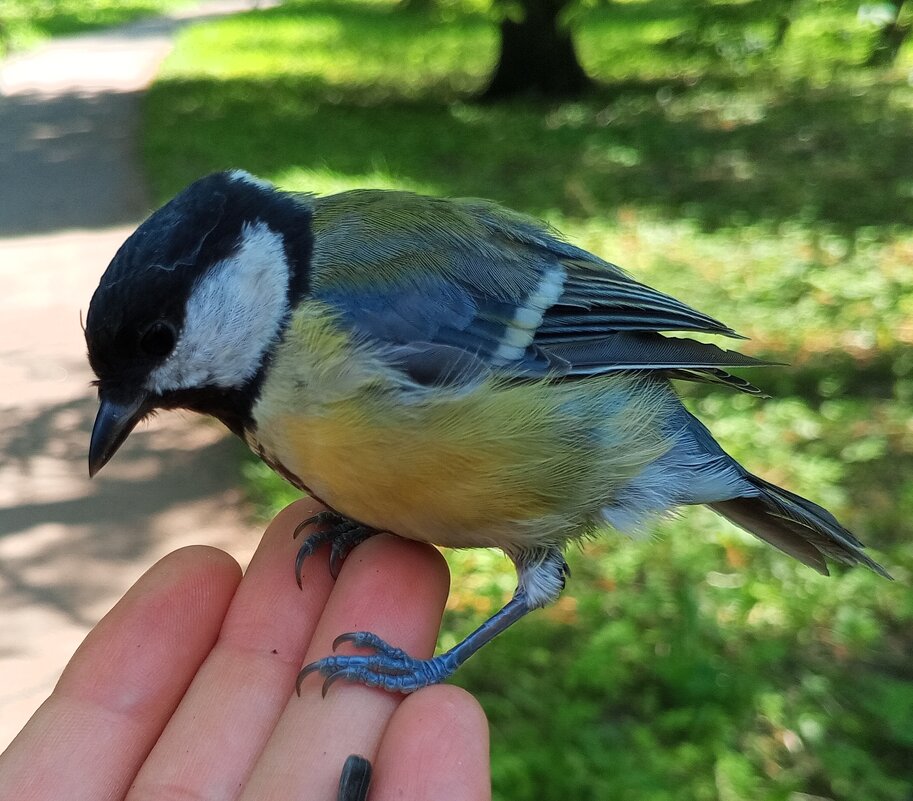 Синица - Сапсан 
