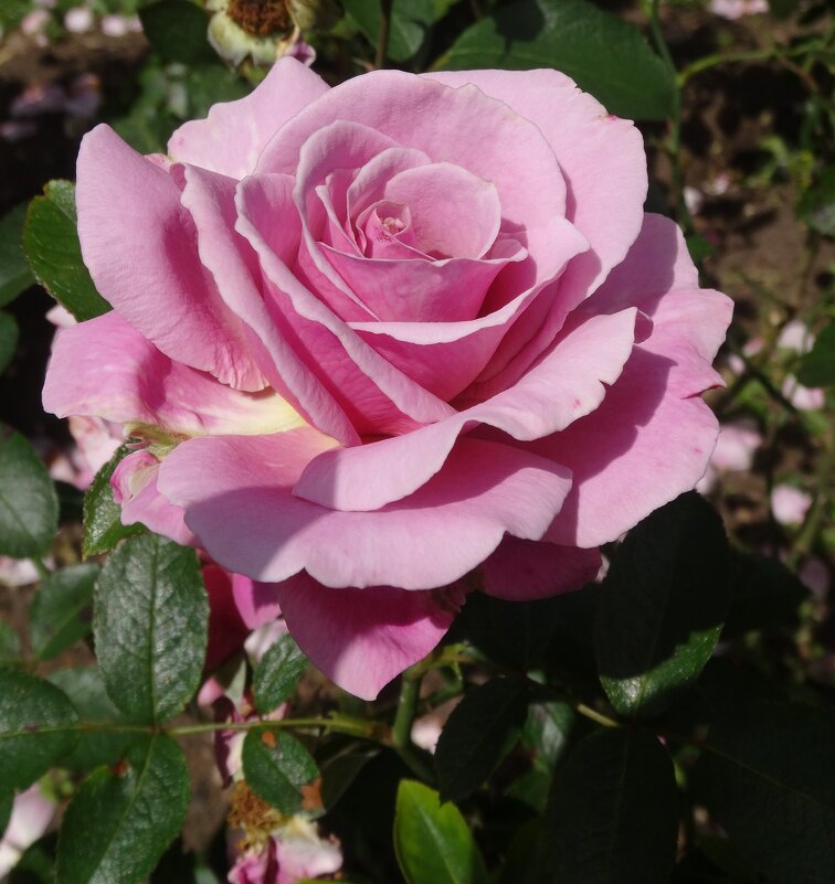 Розовые Розы- доброта Земли - Лидия Бусурина