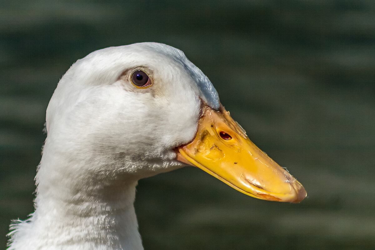 Птичьи портреты: просто красавица. - Игорь Викторов