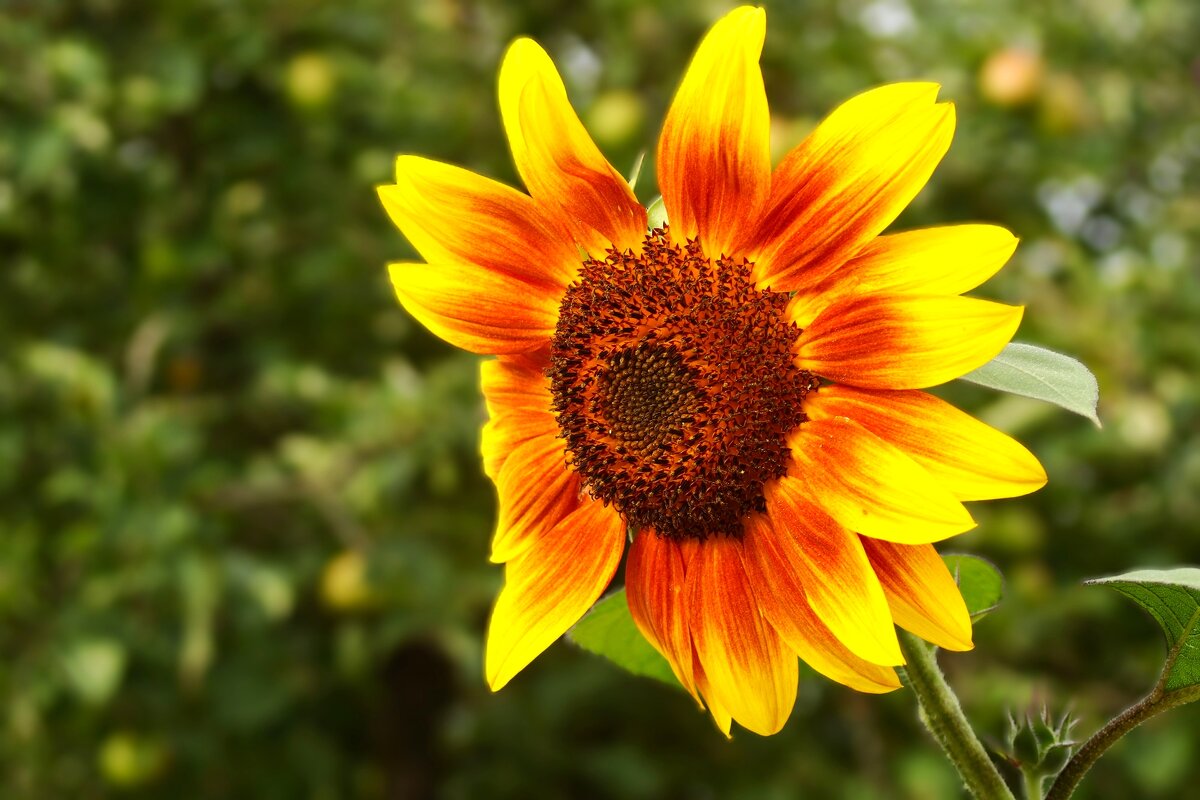 Поющий о лете - Юрий. Шмаков Поющий о лете - Юрий. Шмаков