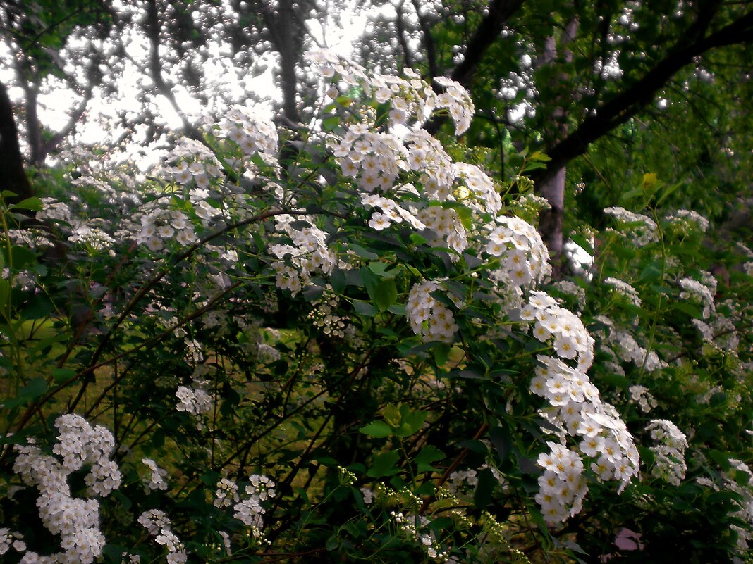 Весна в городе - Роман Савоцкий