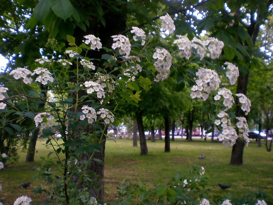Весна в городе - Роман Савоцкий