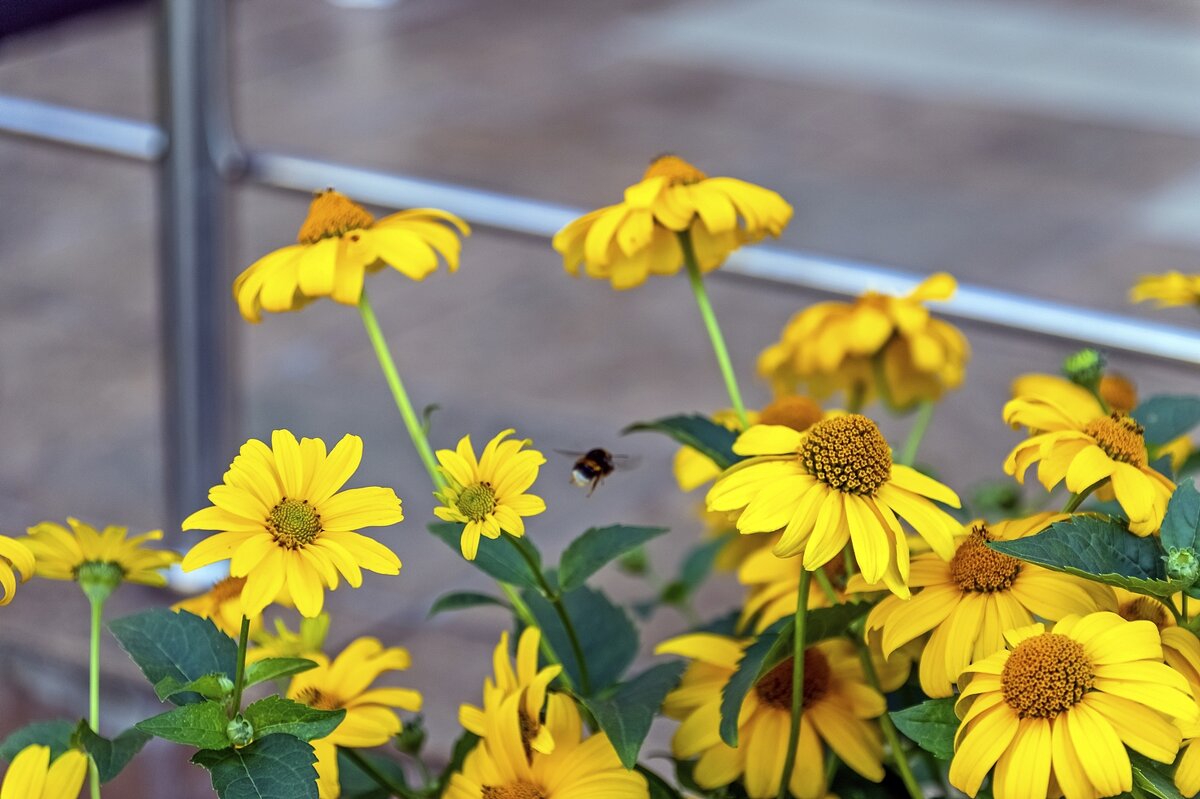 Цветы у дома моего - Валерий Иванович Цветы у дома моего - Валерий Иванович