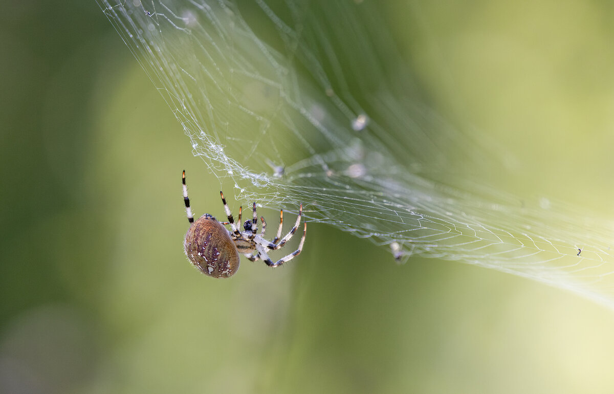 паук. - юрий макаров