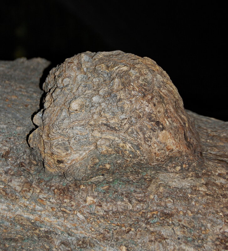 УСАТЫЙ ПЛОВЕЦ В НОЧИ - Юрий Вовк УСАТЫЙ ПЛОВЕЦ В НОЧИ - Юрий Вовк