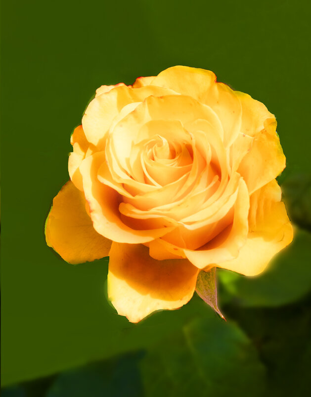 Чайная роза - Евгений 