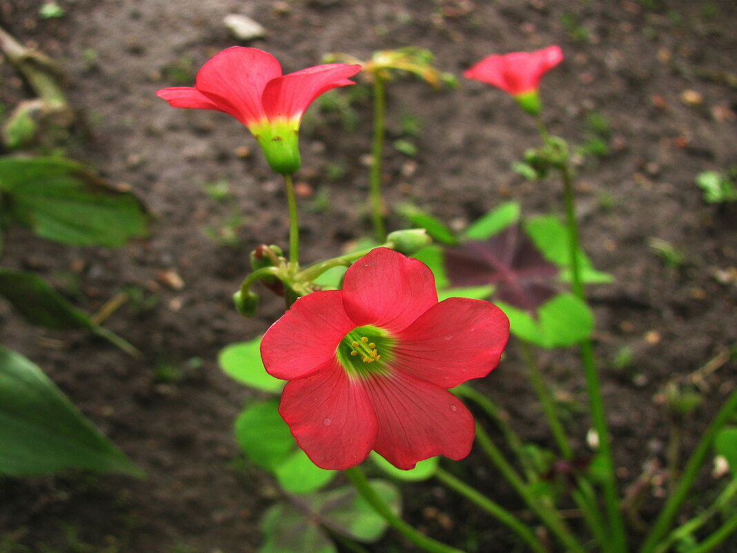 Кислица цветёт - Людмила Смородинская