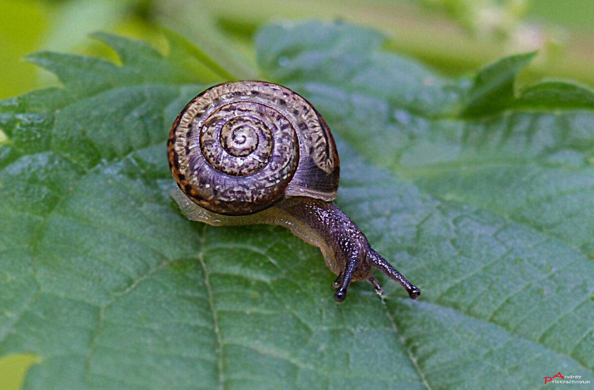 На  листике - Андрей Пристяжнюк