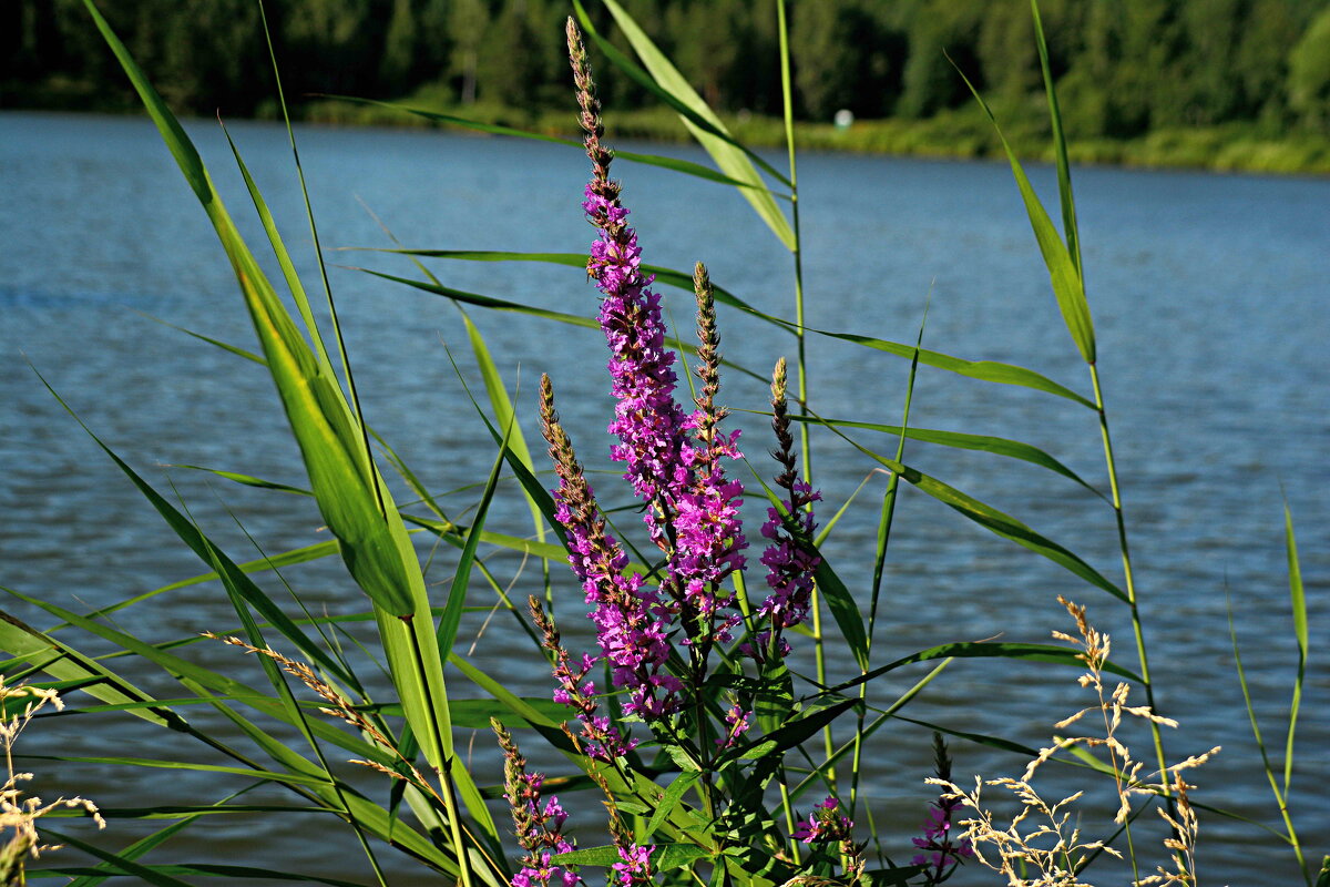 *** - Александр 