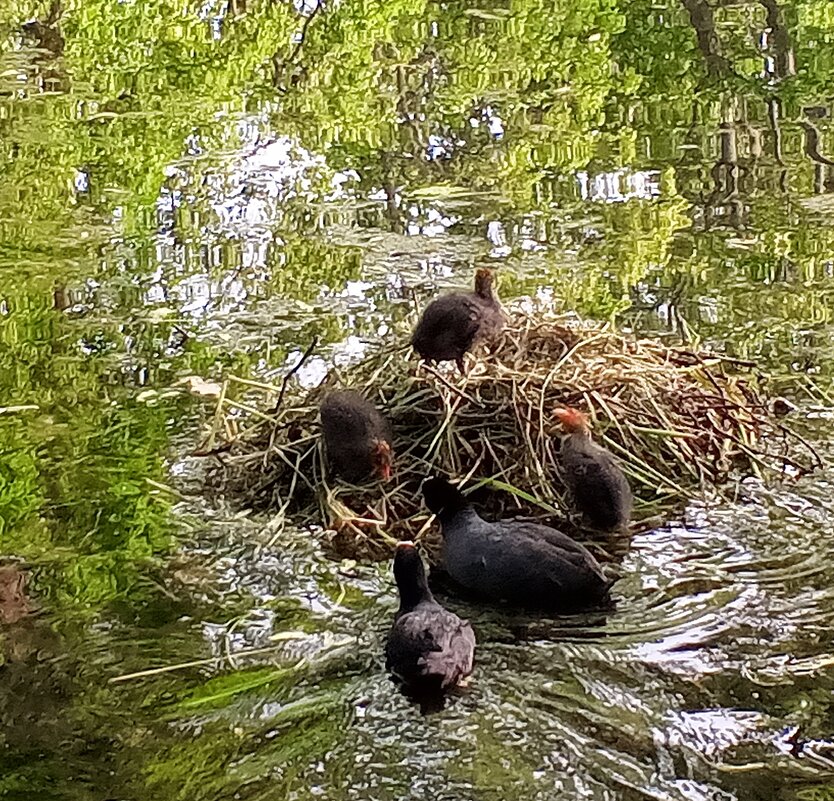 Лысухи - Сапсан 