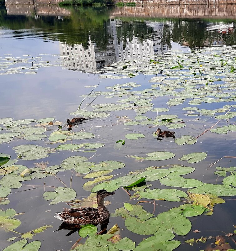 Утята - Мария Гуськова