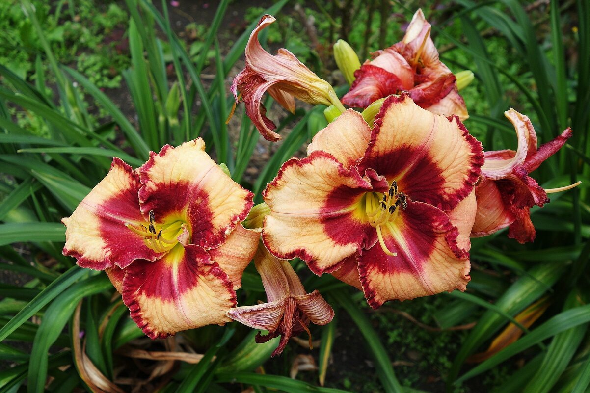 Лилейник - Рита Симонова