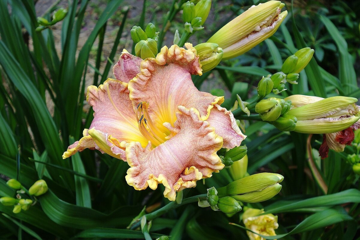 Лилейник - Рита Симонова