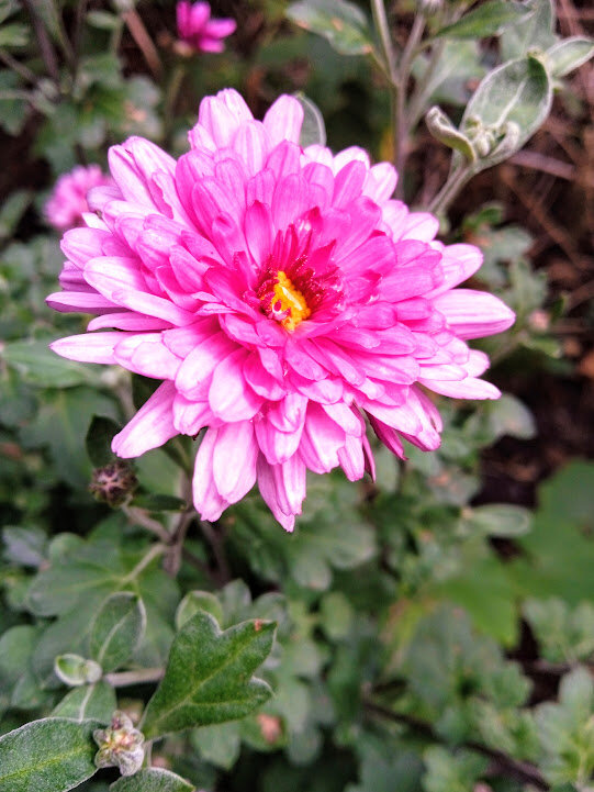 Предвестница осени - хризантема - Наталья Абрамова