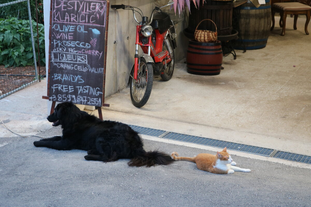 как кошка с собакой - Светлана Баталий