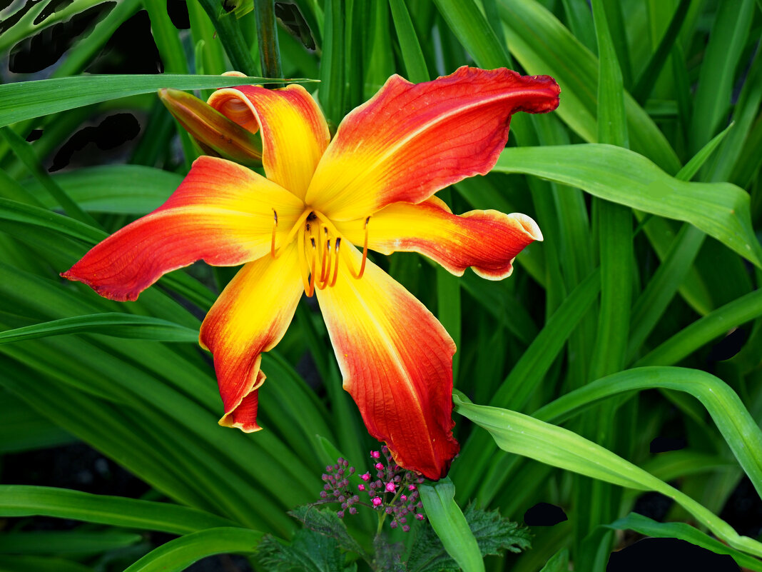 Почти лилия - Евгений 