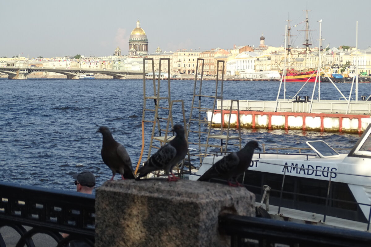 Голубям комфортно в городе! - Anna-Sabina Anna-Sabina