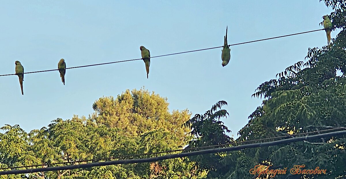 Попугаи - Аркадий Басович