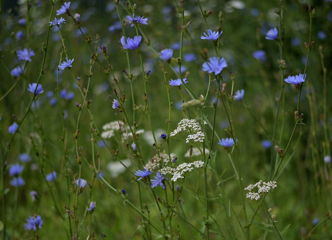 Разнотравье средней полосы.. - Алекс Б-в