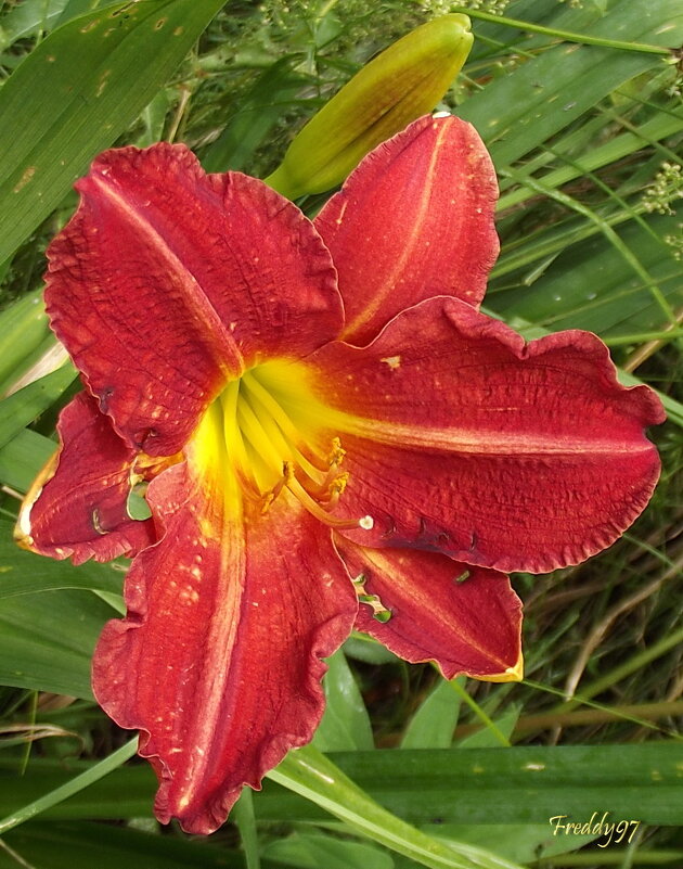 Лилейник - Freddy 97