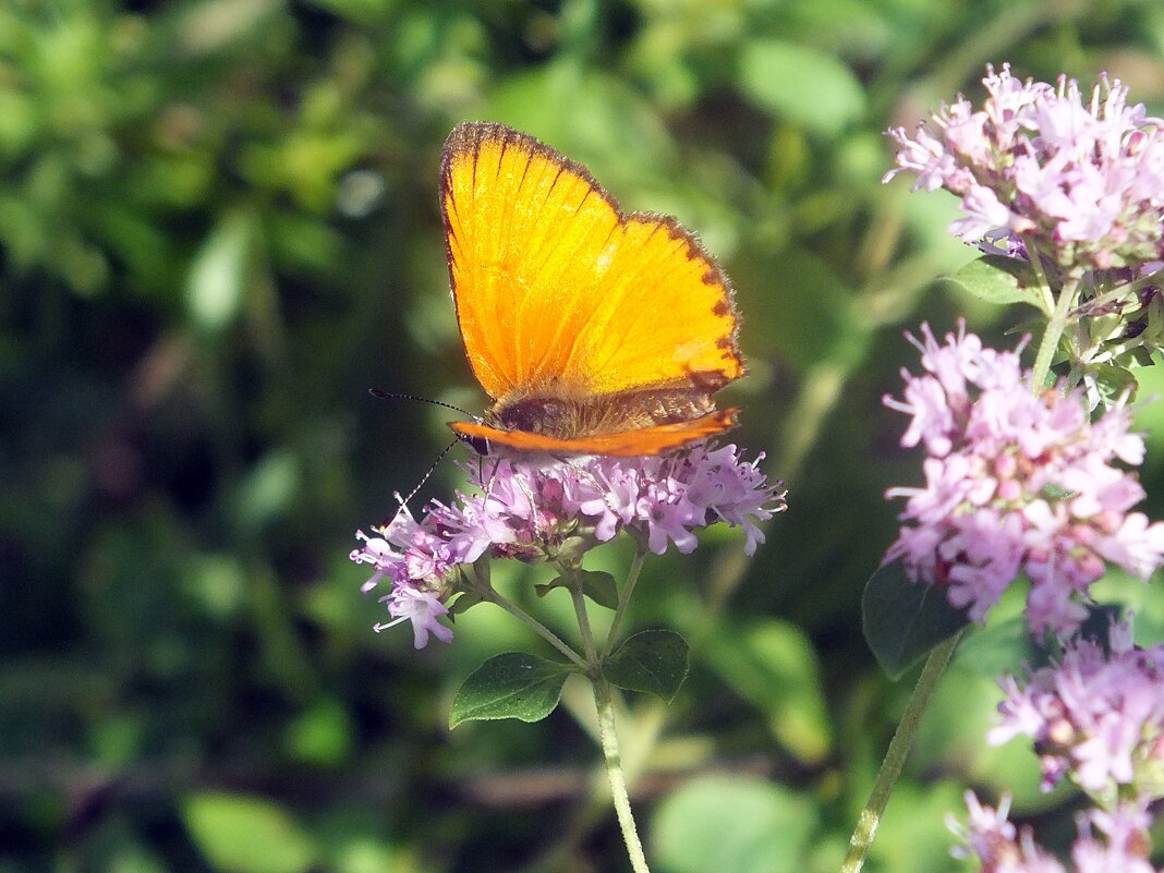 ** - Зоя Мишина