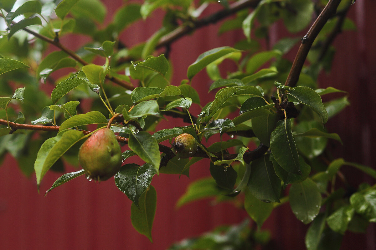 Груша - Юрий Гайворонскiий