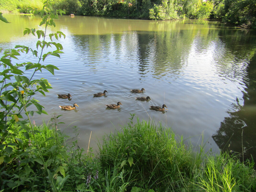 Утки не боятся, подплывают близко  и ждут подкормку - Galaelina ***