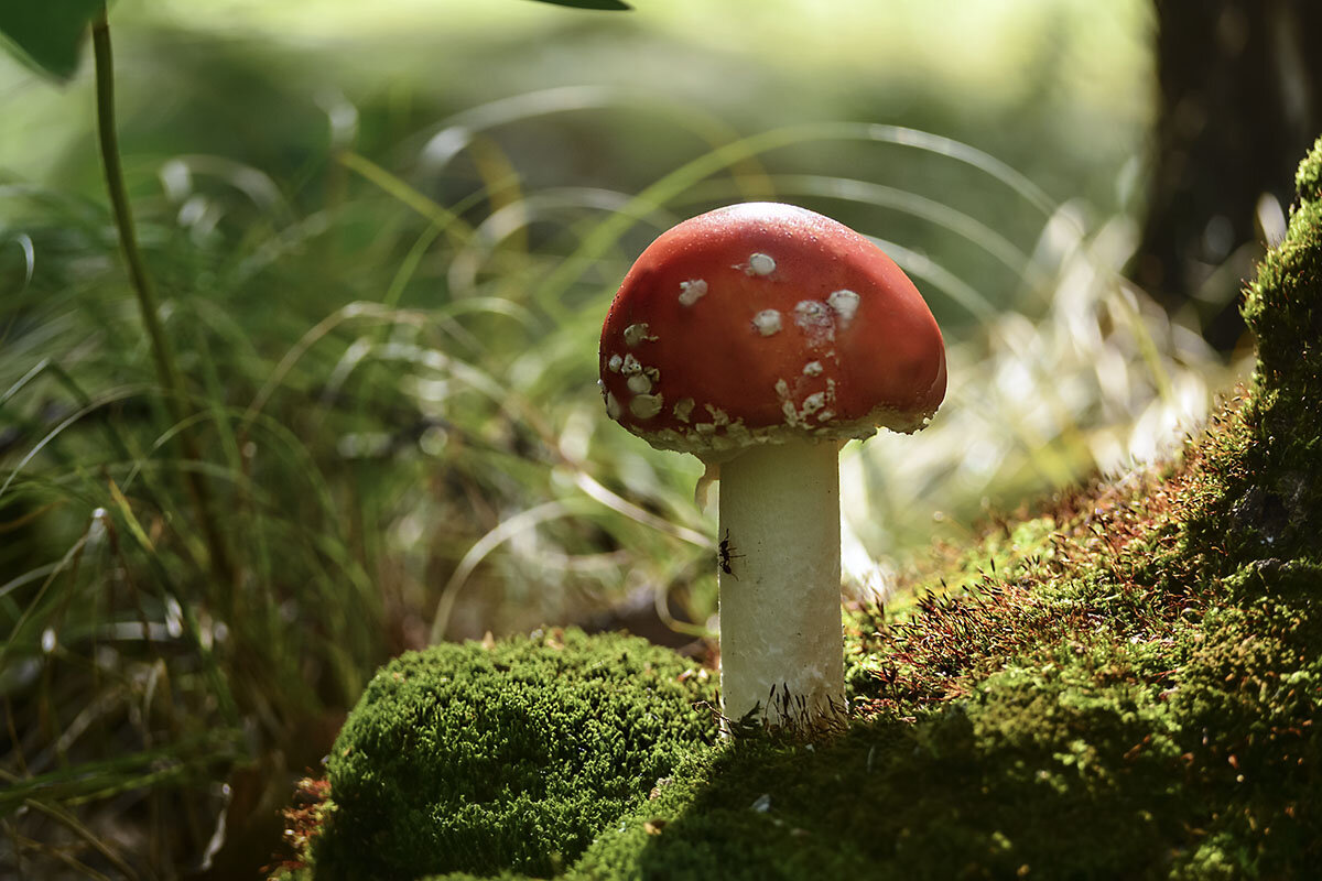 Мухомор - Геннадий Супрун