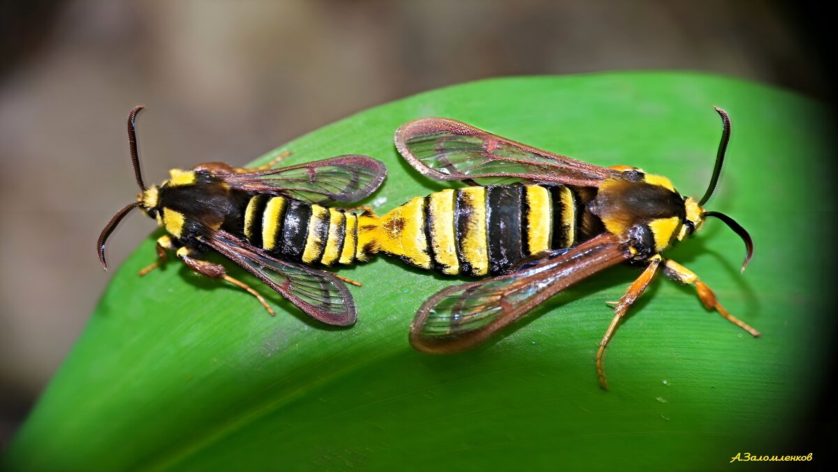 Стеклянница тополёвая - Андрей Заломленков