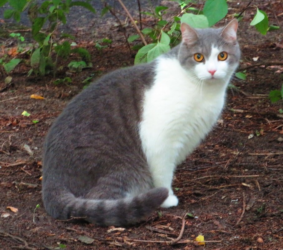 На прогулке - Андрей Снегерёв На прогулке - Андрей Снегерёв