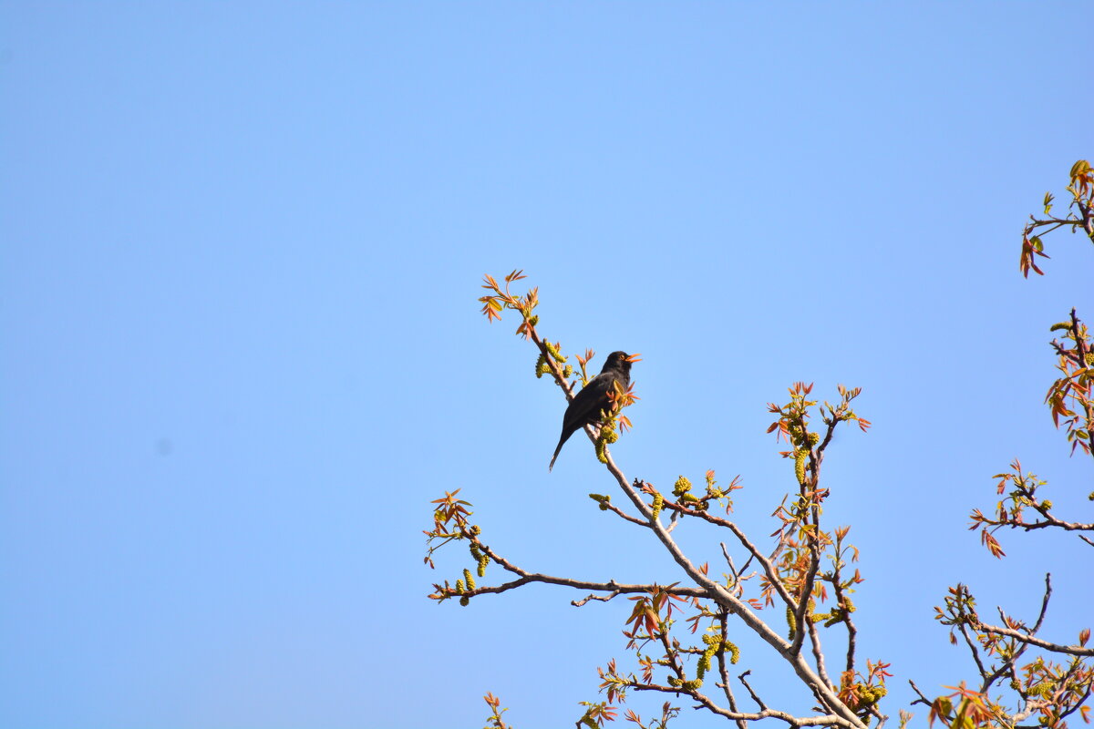 песня в исполнении скворчика - леонид логинов песня в исполнении скворчика - леонид логинов